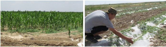Выращивание кукурузы и бахчевых (орошение бороздами, прорытыми вручную)